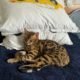 NFT Unnamed 932AD4 Singa the Bengal Cat 2