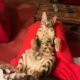 NFT Unnamed 932AD4 Singa The Bengal Cat